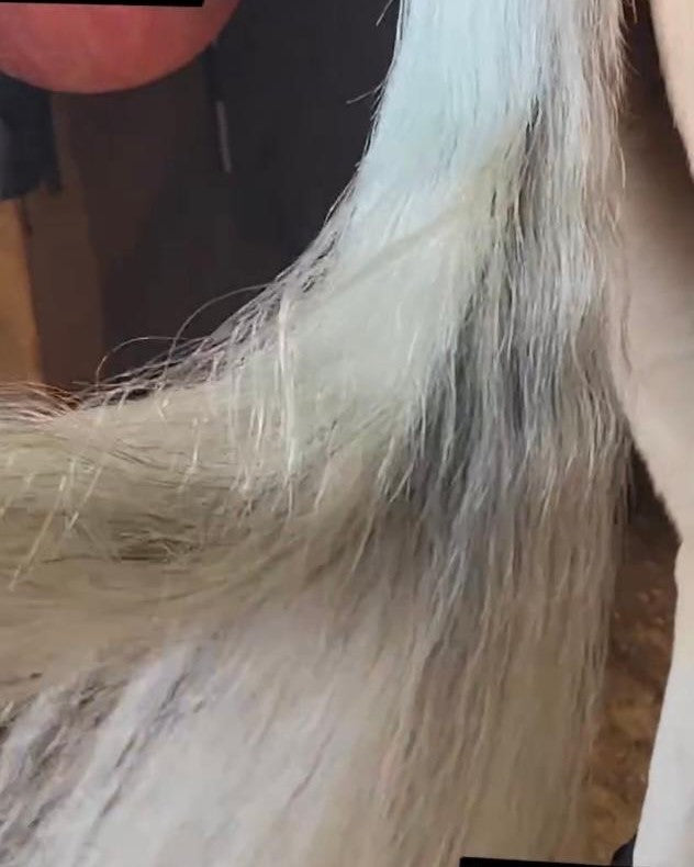 Velvet~Detangler 16 oz