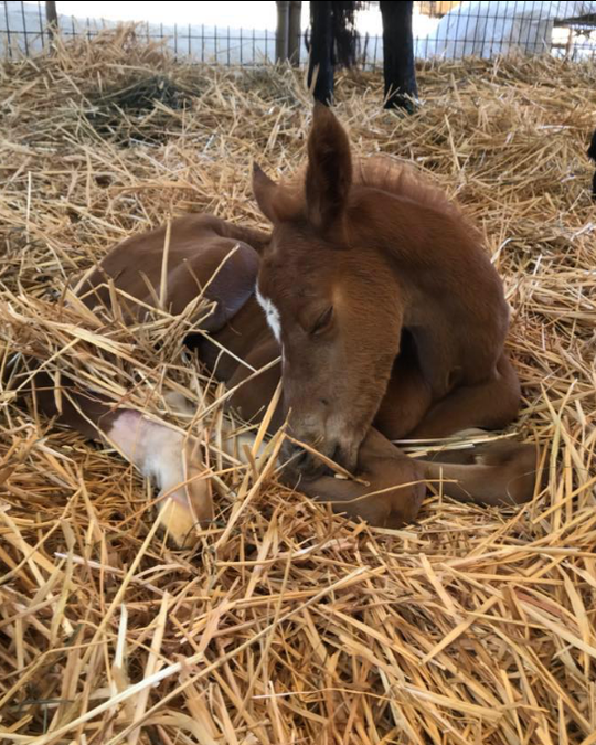 Mary's Botanicals All natural horse care store