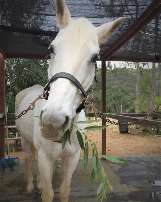 Mary's Botanicals All natural horse care store