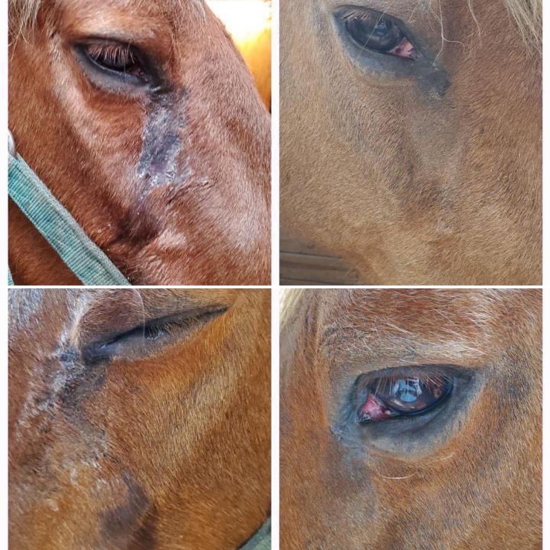Eye, Nose & Ear Wipe