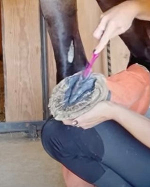 Hoof Paste - 8 oz
