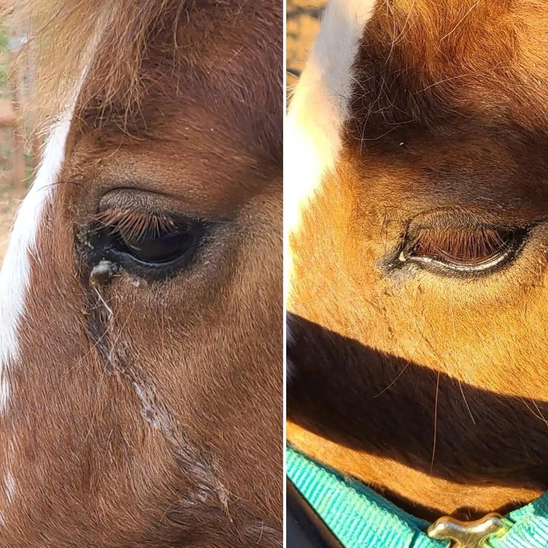 Eye, Nose & Ear Wipe