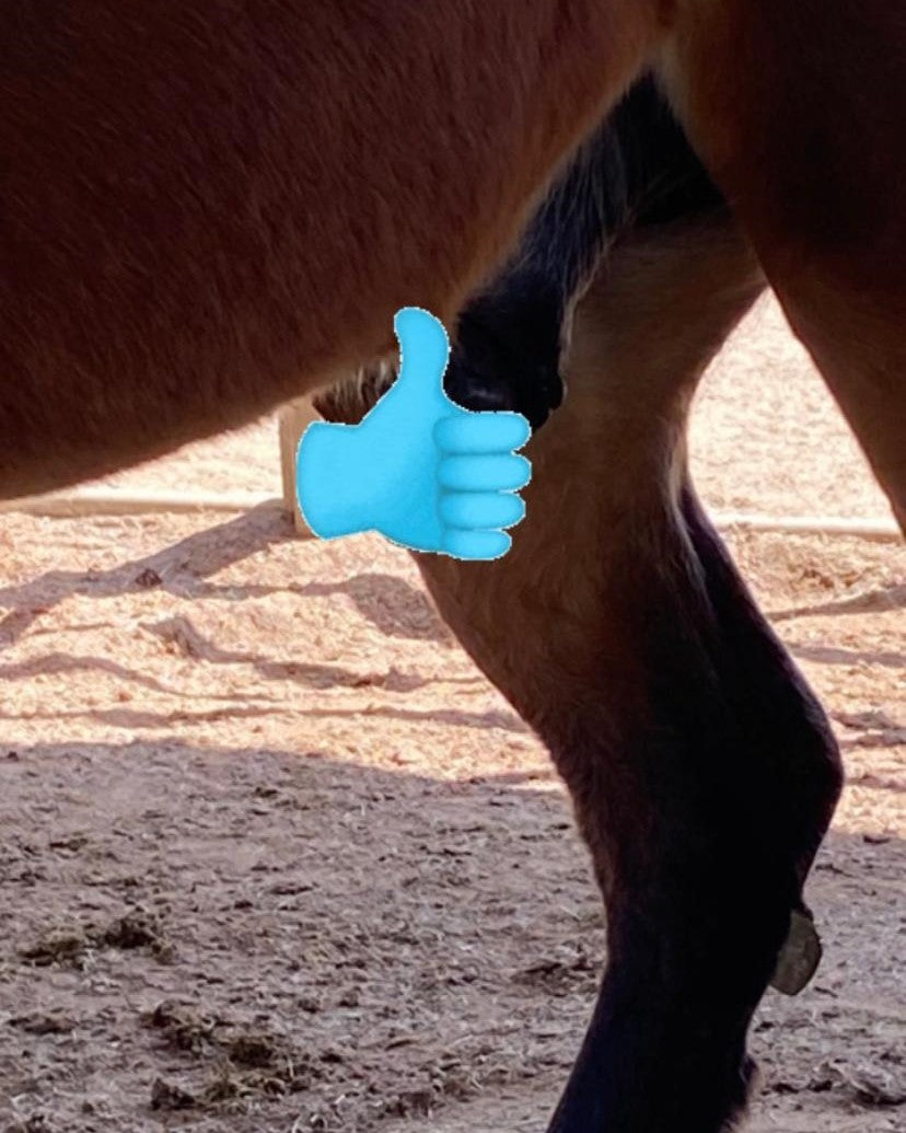 Velvet Sheath & Udder  16 oz